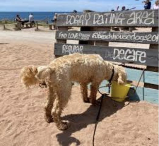 Dog @ The Beach Hut small